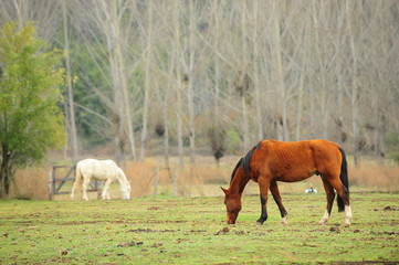 Fototapeta premium Horses at the countryside, Chile