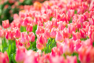 Pink tulip flower garden