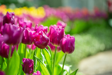 Purple tulip flower garden
