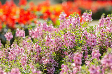 Obraz premium angelonia, goyazensis
