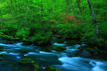 新緑の奥入瀬渓流