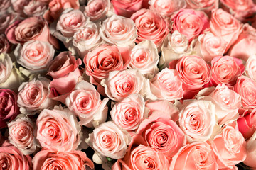 Obraz na płótnie Canvas many pink roses for the whole frame