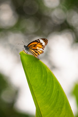 Butterfly in garden at Champasak town, Laos