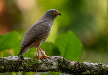 Fototapeta premium Roadside Hawk in Costa Rica 