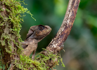 Lizard in Costa Rica   