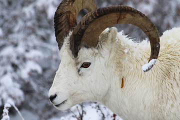 Dall sheep at Polychrome Pass in Denali National Park