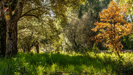 red rocks of roquebrune sur argens, france