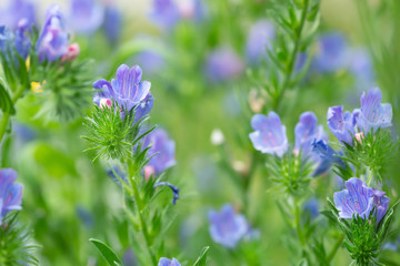 Blooming purple viper's bugloss