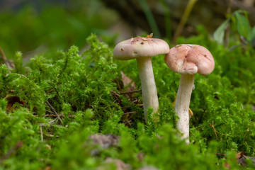Pair of blushing waxycap, Hygrophorus pudorinus growing among moss