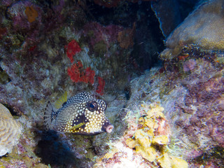 smooth trunkfish