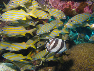 in the contrary direction french grunt