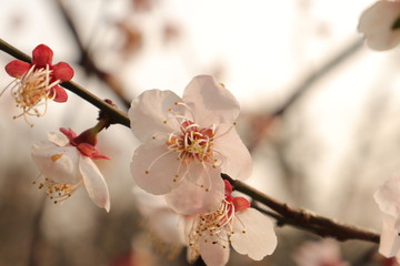 The plum blossom