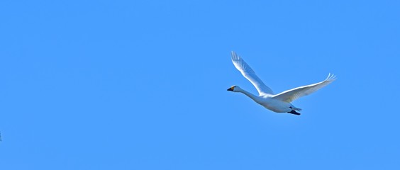 青空バックに優雅に飛ぶコハクチョウ