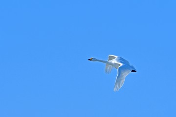青空バックに優雅に飛ぶコハクチョウ