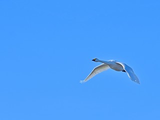 Obraz premium 青空バックに優雅に飛ぶコハクチョウ