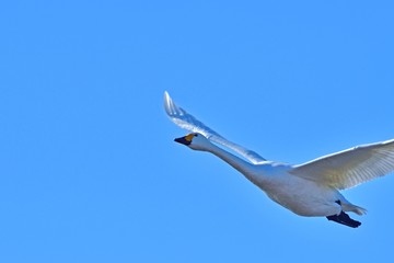 青空バックに優雅に飛ぶコハクチョウ