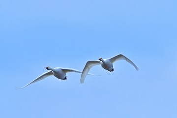 仲良く飛ぶ二羽のコハクチョウ