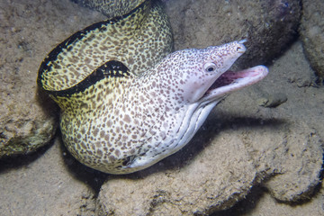 spotted moray