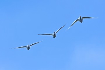 仲良く飛ぶコハクチョウの親子