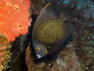angel fish