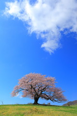 牧草地の桜