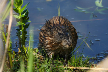 Muskrat
