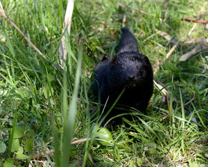 wild mink playing