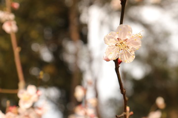 The white plum blossom