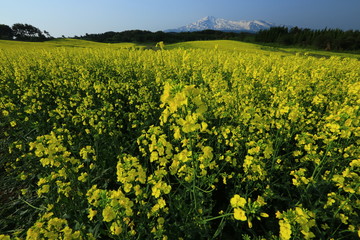 鳥海山と菜の花