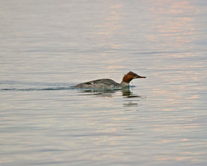 Merganser duck