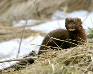 wild mink playing
