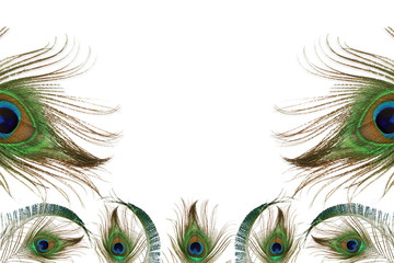 Obraz premium peacock feather in white background with text copy space