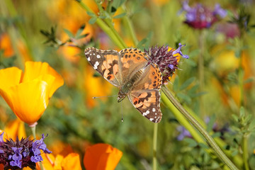 A painted lady butterfly is shown on a flower during springtime migration through Southern California, USA.