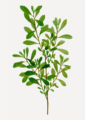 Fototapeta premium Bog-myrtle branch