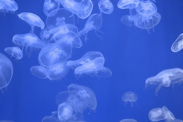 several round jellyfish hover in clear water