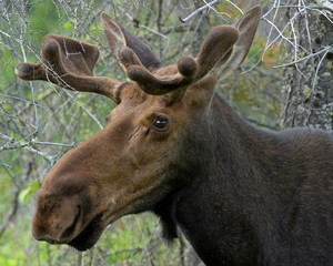 Canadian Moose in Algonquin