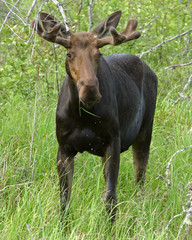 Canadian Moose in Algonquin