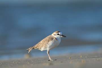 Lesser Sand Plover	