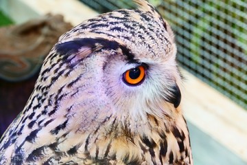 Siberian Eagle Owl show at shopping mall thailand