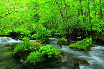 Obraz premium 新緑の奥入瀬渓流