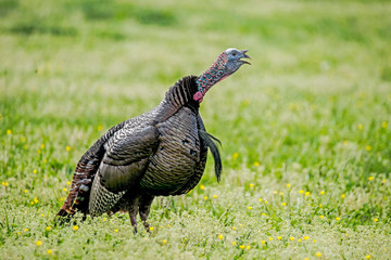 A male Turkey gobbles at a female during the rutting season.