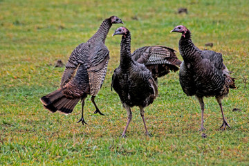 A flock of wild Turkeys together in rutting season.