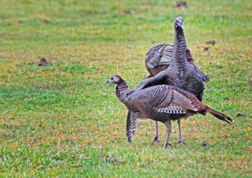 A flock of wild Turkeys together in rutting season.