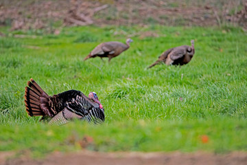 A male Turkey displays his feathers for females.
