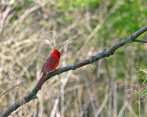 Northen Cardinal