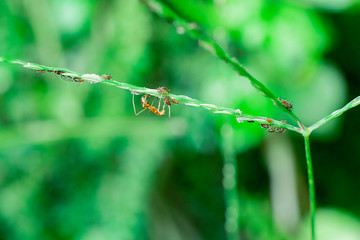 red ant in grass, work in the morning