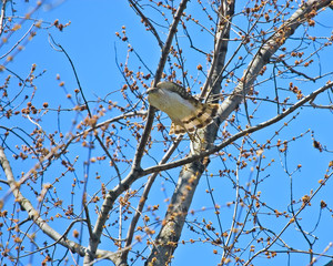Coopers Hawk bird of prey
