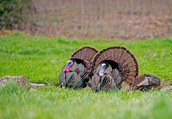 Two male wild Turkeys strutting their tail feathers during the rutting season.