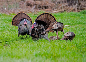 Two male wild Turkeys strutting their tail feathers during the rutting season.