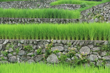 三重-深野のだんだん田